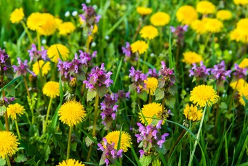 Some Purple Dead Nettle (Lamium purpureum) and yellow dandelion in meadow. Detail shot