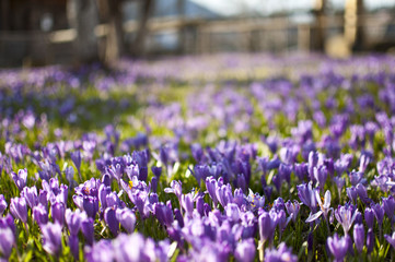 Crocus is a genus of flowering plants in the iris family comprising 90 species of perennials grown from corms.