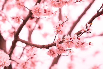 Flowers of the cherry blossoms