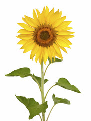 Sunflower flowers  isolated