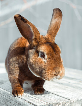 close-up picture of a cute red brown rex bunny rabbit looking at the camera.