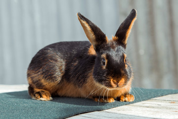Fiery-black rabbit bunny close-up, sitting on a table outside. Black, brown hair shining in the sun.