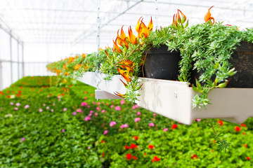 Gefleckter Hornklee in einem Gewächshaus