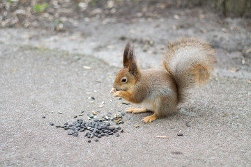 Squirrel eating sunflower seeds.