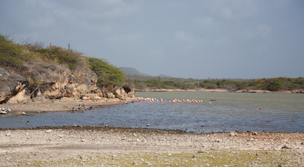 rose Flamingo lake caribbean Bonaire island Netherland Antilles;