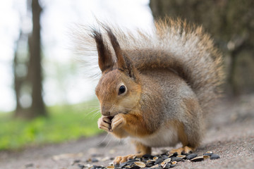 Squirrel eating sunflower seeds.