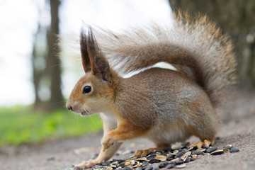 Squirrel eating sunflower seeds.