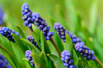 spring blue muscari neglectum flowers, shallow depth of field