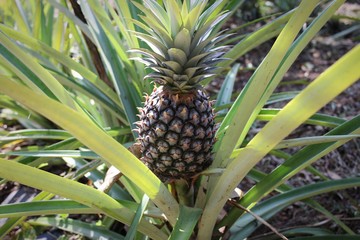 Ananas - Südindien. 