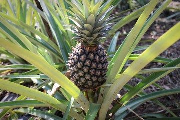 Fototapeta premium Ananas - Südindien. 