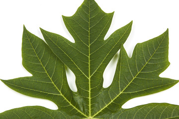 Pattern and Texture of green Pawpaw tree leaf
