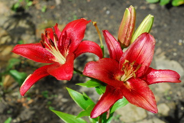 Liliowiec rdzawy, hemerocallis fulva