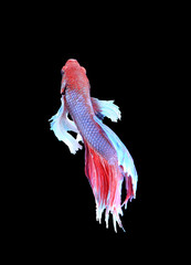 Red and blue siamese fighting fish, betta fish isolated on black