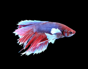 Red and blue siamese fighting fish, betta fish isolated on black