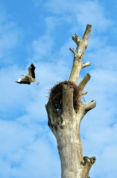 Stork flying near the nest