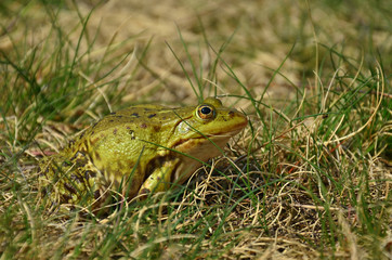 Green frog in the grass