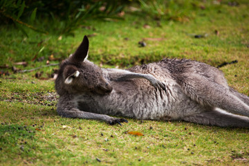 Fototapeta premium Kangaroo on the golf course, Australia 