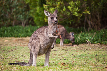 Naklejka na ściany i meble Kangaroo on the golf course, Australia 