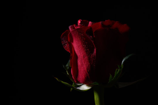 Close up of red rose with dramatic lighting on black background