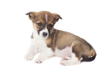Obraz premium cute puppy looks