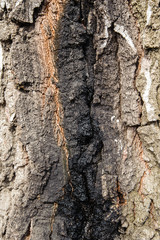 The texture of birch tree trunk, through which flows sap