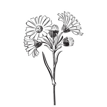 Hand drawn bouquet of daisy flowers isolated on white background