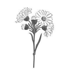Hand drawn bouquet of daisy flowers isolated on white background