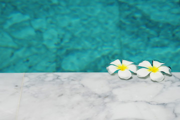 Fototapeta na wymiar Frangipani flowers in the swimming pool