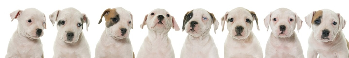 puppies american bulldog © cynoclub