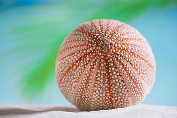 sea urchin  on white sand beach