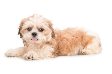 Shih-tzu puppy posing isolated on white background