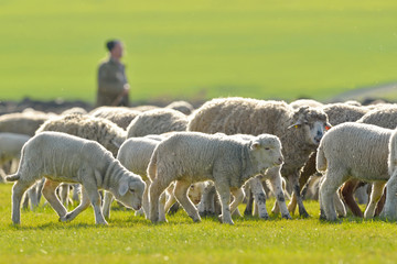 A shepherd is leading his flock