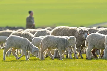 Photo sur Plexiglas Moutons Un berger conduit son troupeau
