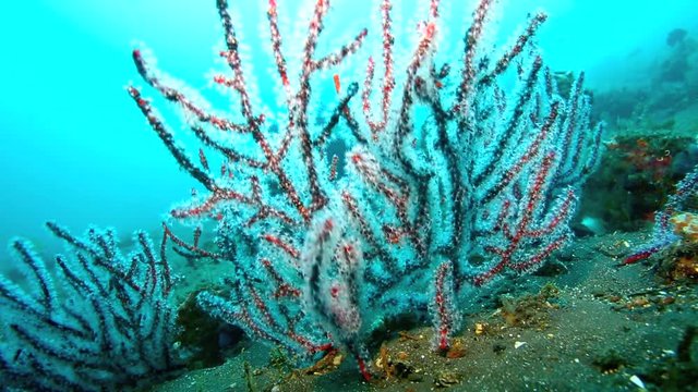 Soft coral on ocean floor in Tulamben, east Bali 