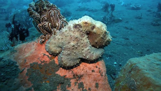 Octopus trying to evade detection while sitting on coral reef in Tulamben, east Bali 