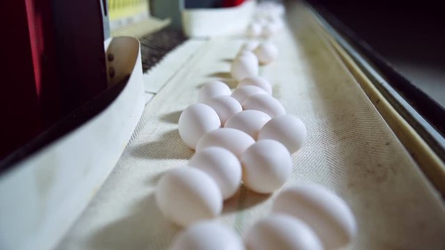 Eggs production line in action on the chicken farm. HD.