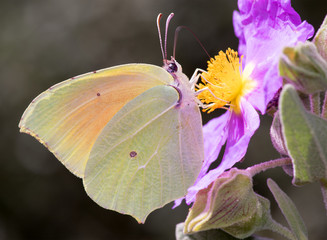 Gonepteryx cleopatra, Cleopatra butterfly