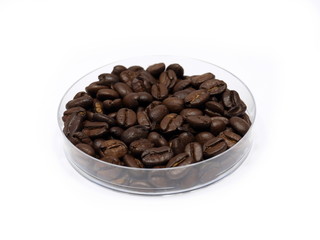 Geröstete Kaffeebohnen (Arabica) in Petrischale
