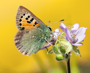Provence Hairstreak,Tomares ballus