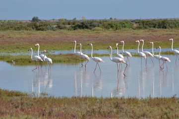 Fototapeta premium flamencos en las marismas
