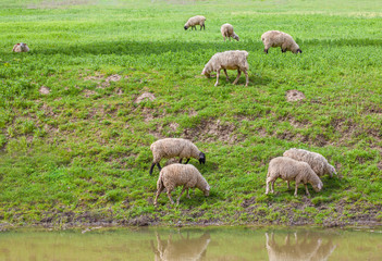 Obraz na płótnie Canvas sheep on the green riverside