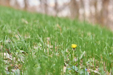 Fototapeta premium Yellow dandelion.