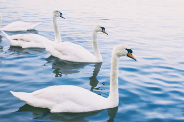 Flock of swans