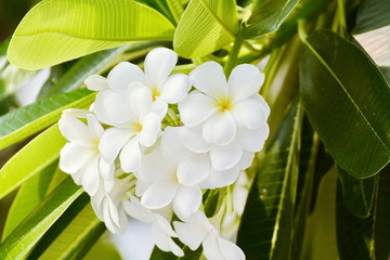 Vintage Filter Effect -White plumeria on the plumeria tree, Frangipani tropical flowers, White plumeria on the plumeria tree.
