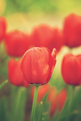 red tulips