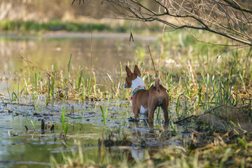 Basenji dogs walk in the park. Spring
