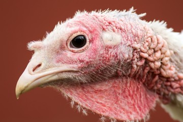 Junger Puter in Freilandhaltung