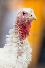 Junger Puter in Freilandhaltung