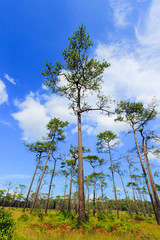 Beautiful nature at Non Son Flower Field (Tung Salaeng Luang Nation Park), Phitsanulok, Thailand