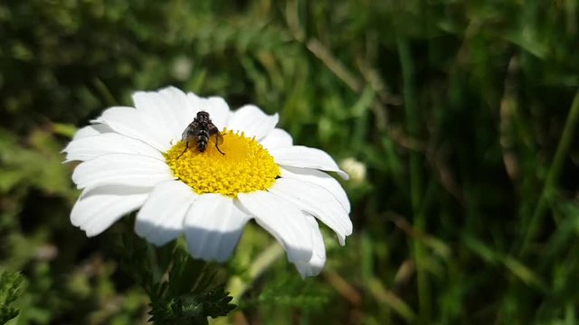mosca su margherita al rallentatore